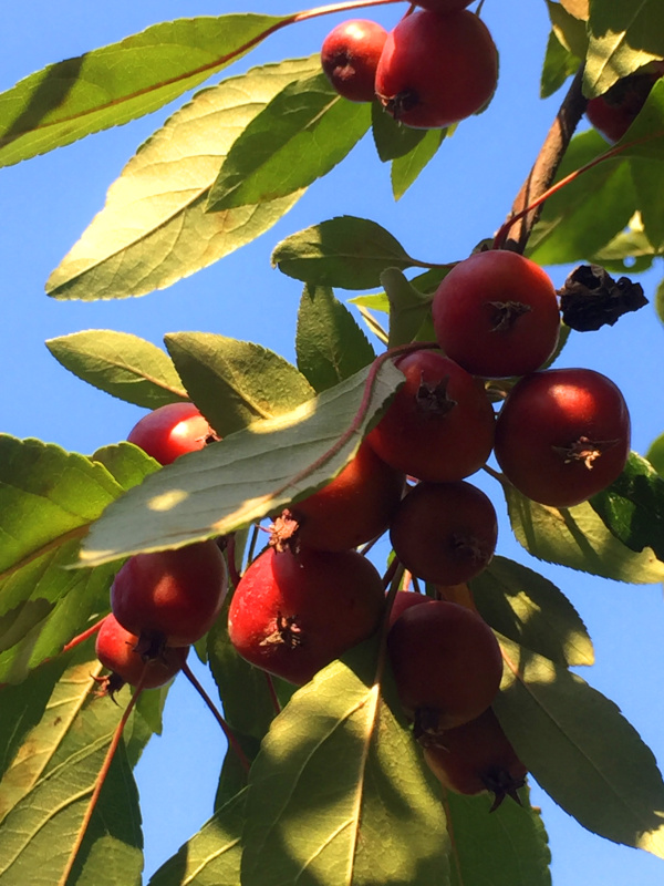 Tod im Apfelbaum